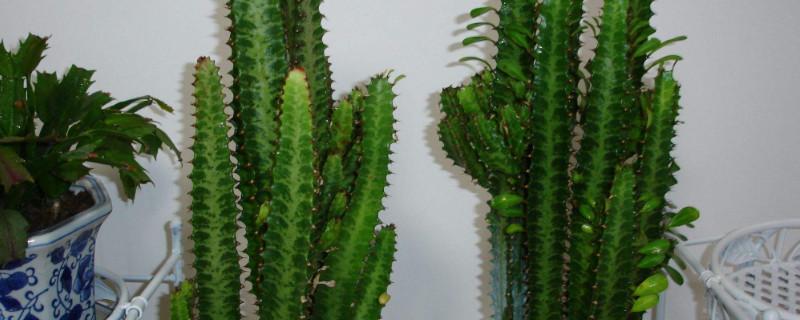 龙骨花摆放地方