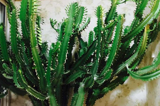 龙骨花摆放地方