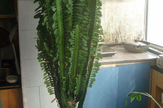 龙骨花摆放地方