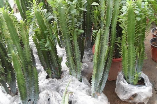 龙骨花摆放地方