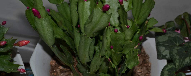 龙骨的扦插办法与最佳时间