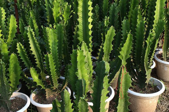 龙骨的扦插办法与最佳时间