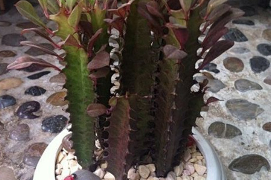 龙骨的扦插办法与最佳时间