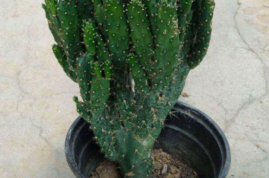 龙骨的扦插办法与最佳时间