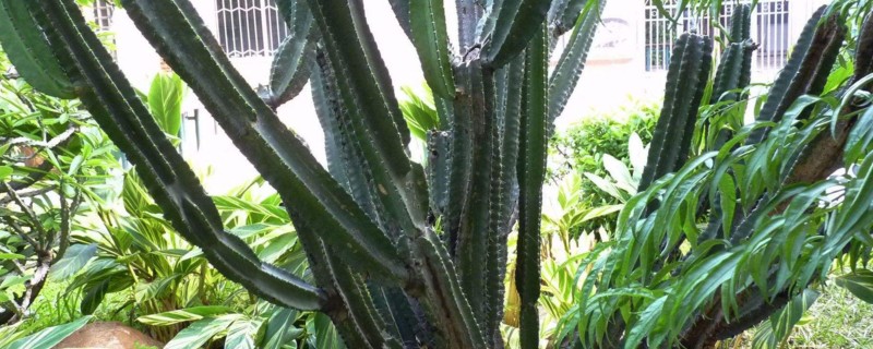 龙骨花为何不能养