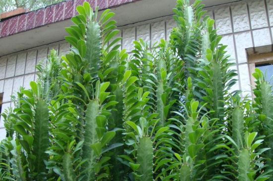 龙骨花为何不能养