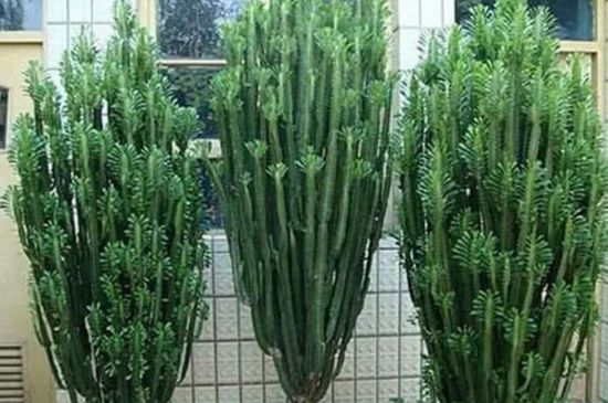 龙骨花为何不能养