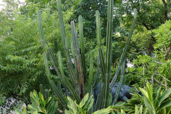 龙骨花为何不能养