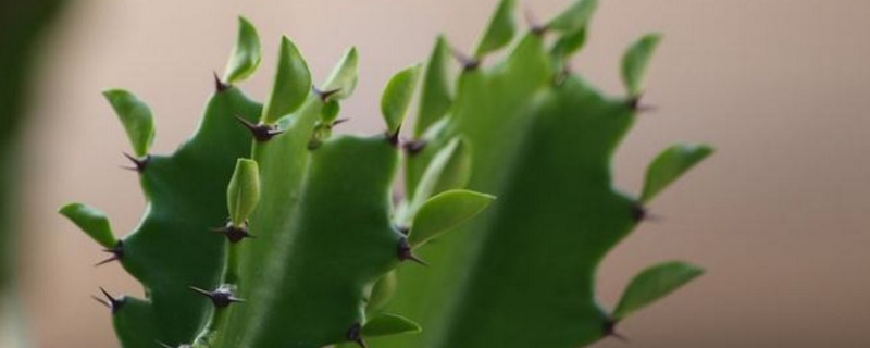 龙骨上部发软如何回事