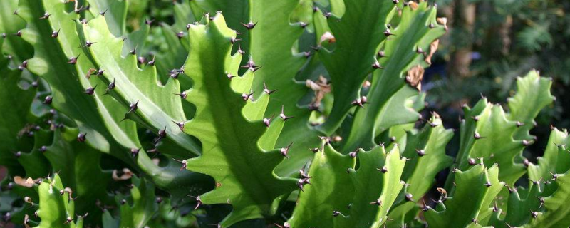 龙骨的叶子黄了如何办