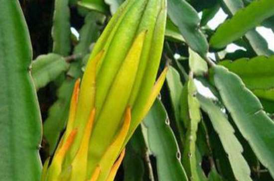 龙骨的叶子黄了如何办