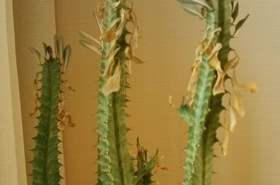 龙骨的叶子黄了如何办