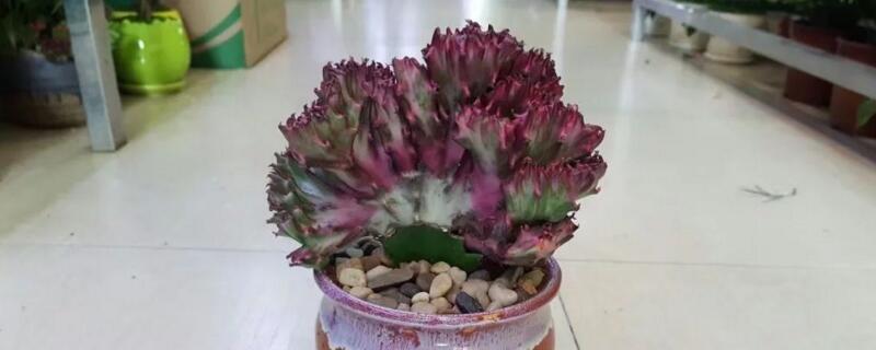 龙骨冬季落叶如何回事