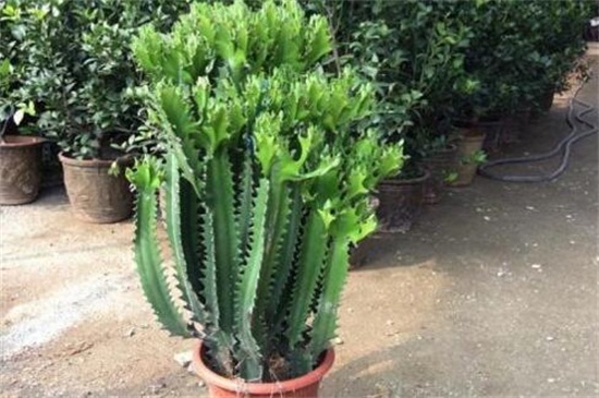 龙骨冬季落叶如何回事