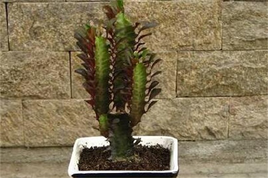 龙骨冬季落叶如何回事