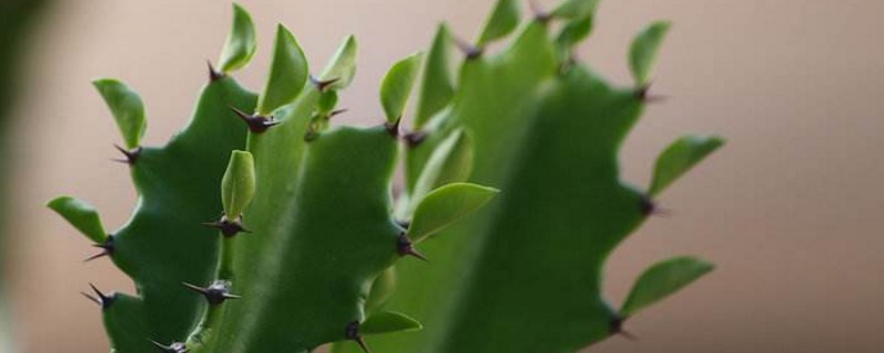 龙骨叶子发黄脱落如何办