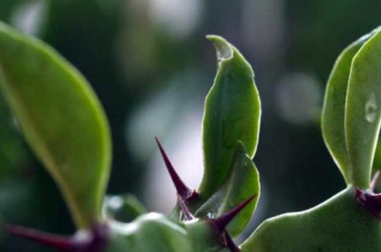 龙骨叶子发黄脱落如何办