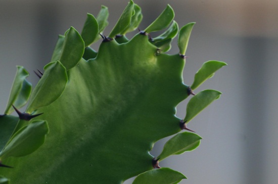 龙骨叶子发黄脱落如何办