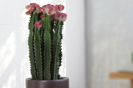 龙骨如何打顶,剪掉侧芽并消毒