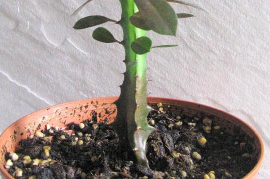 龙骨如何打顶,剪掉侧芽并消毒