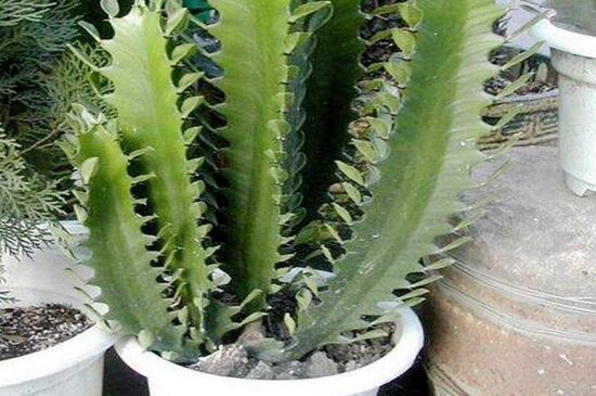 龙骨如何打顶,剪掉侧芽并消毒