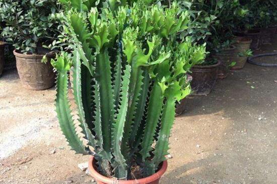 龙骨如何打顶,剪掉侧芽并消毒