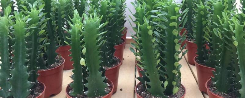 龙骨叶子发黄如何回事