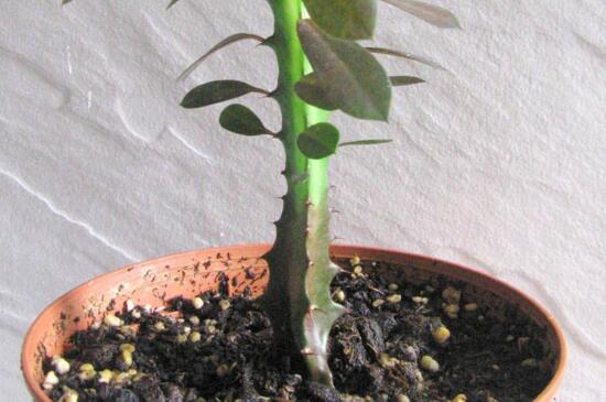 龙骨叶子发黄如何回事