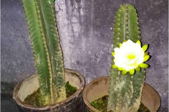 龙骨叶子发黄如何回事