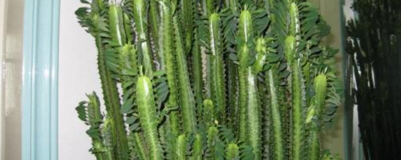 龙骨花为何掉叶子