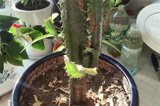 龙骨花为何掉叶子