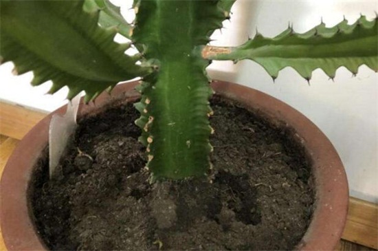 龙骨花为何掉叶子