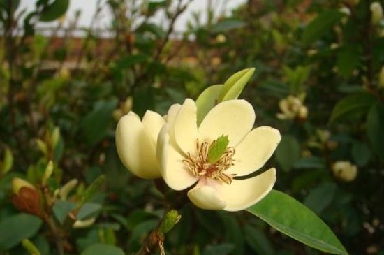 含笑花黄叶如何回事