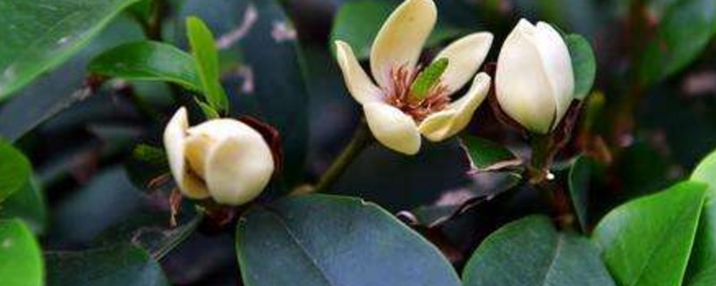 含笑花叶子发黄如何回事