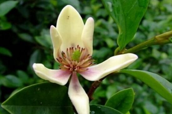 含笑花叶子发黄如何回事