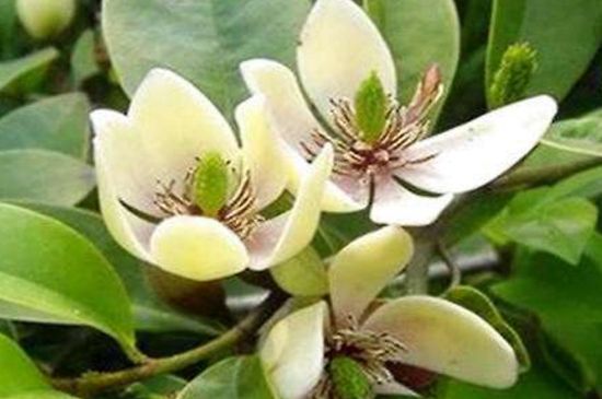 含笑花叶子发黄如何回事