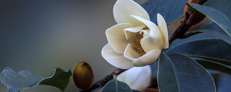 含笑花为何不香