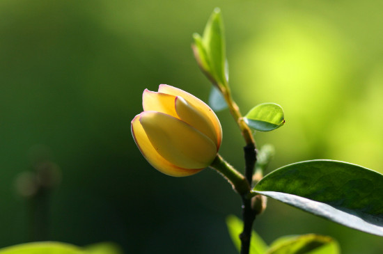 含笑花为何不香