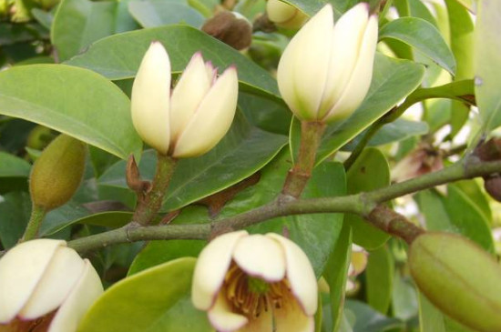 含笑花为何不香