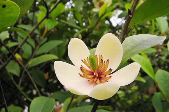 含笑花为何不香