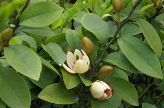 含笑花叶子发黑如何办,松土保湿并通风养护