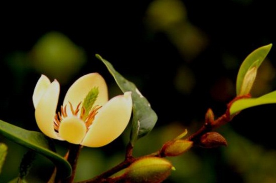 含笑花叶子发黑如何办,松土保湿并通风养护