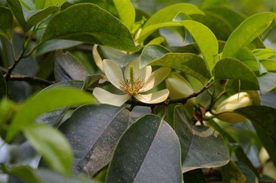 含笑花叶子发黑如何办,松土保湿并通风养护