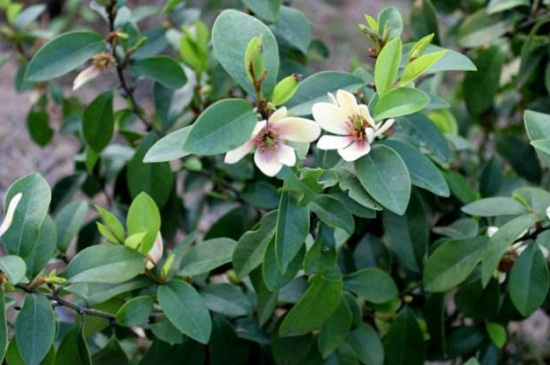 含笑花的扦插办法,剪取枝条并生根水浸泡