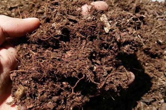 含笑花的扦插办法,剪取枝条并生根水浸泡