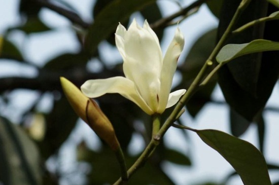 含笑花的扦插办法,剪取枝条并生根水浸泡