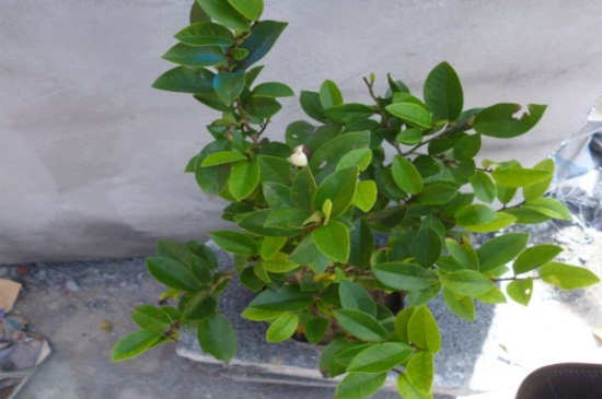 含笑花的扦插办法,剪取枝条并生根水浸泡