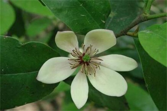 含笑花如何养开花多，4个步骤使其枝条开满花