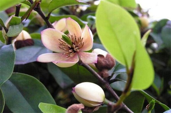 含笑花如何养开花多，4个步骤使其枝条开满花