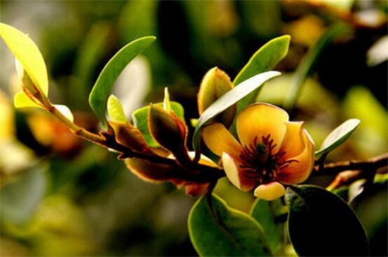 含笑花如何养开花多，4个步骤使其枝条开满花